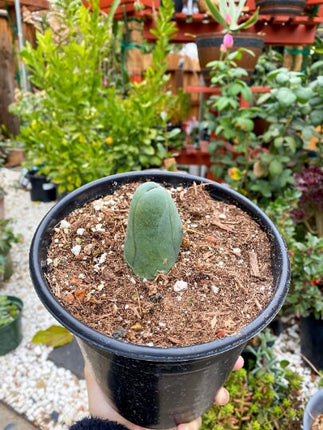 Penis Cactus- Big Blue Weenie- various sizes live rooted plant