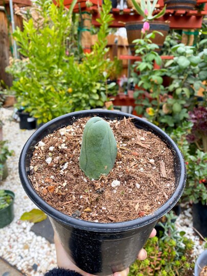 Penis Cactus- Big Blue Weenie- various sizes live rooted plant