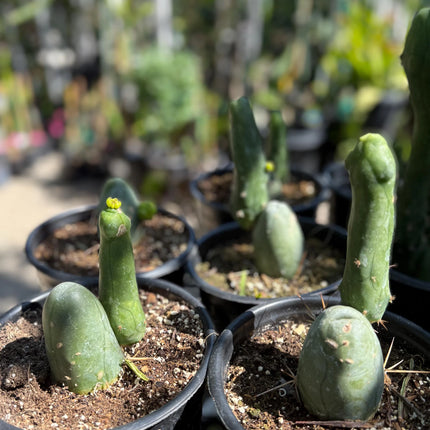 Penis Cactus- Big Blue Weenie- various sizes live rooted plant