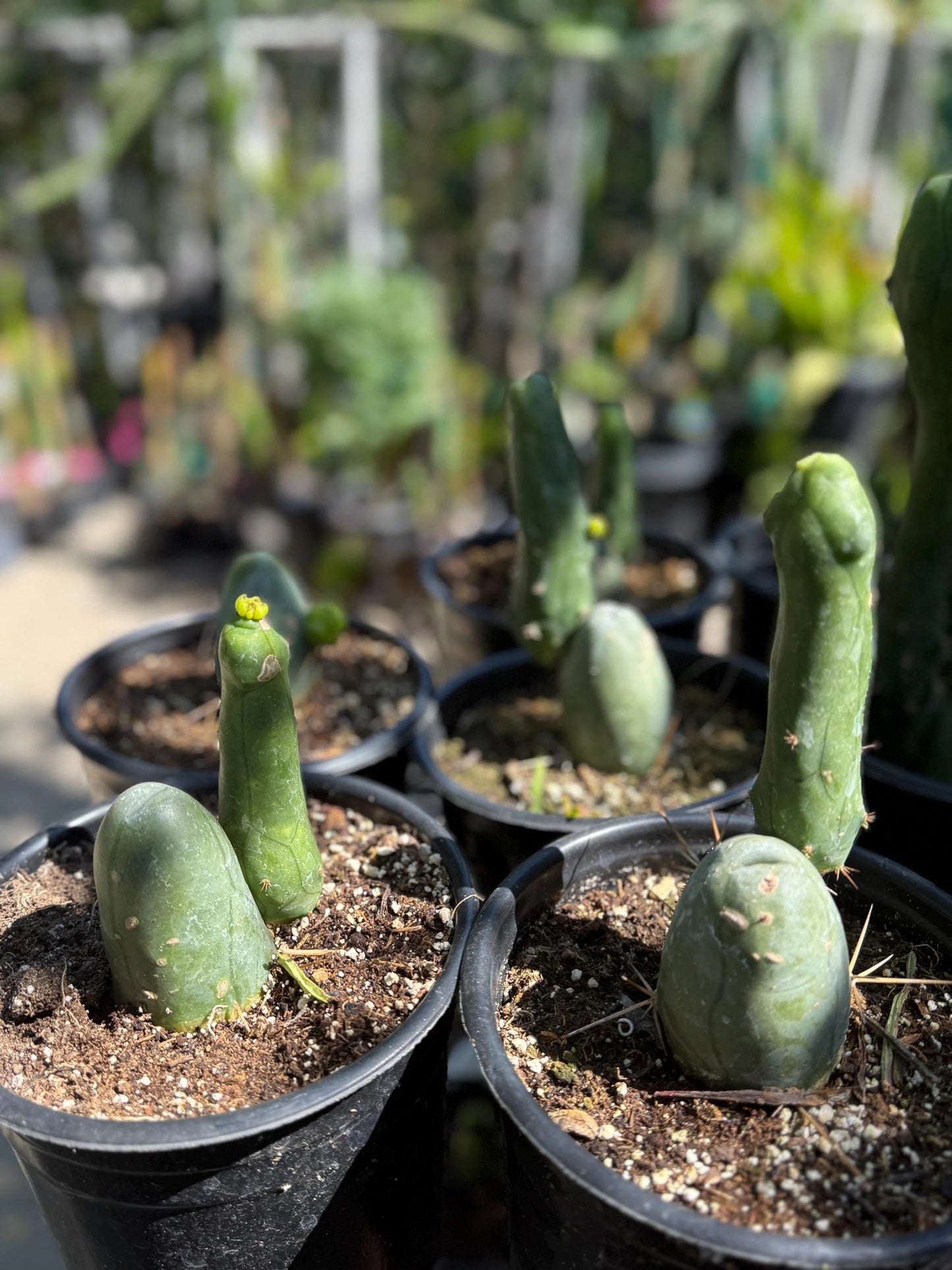 Penis Cactus- Big Blue Weenie- various sizes live rooted plant