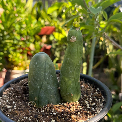 Penis Cactus- Big Blue Weenie- various sizes live rooted plant