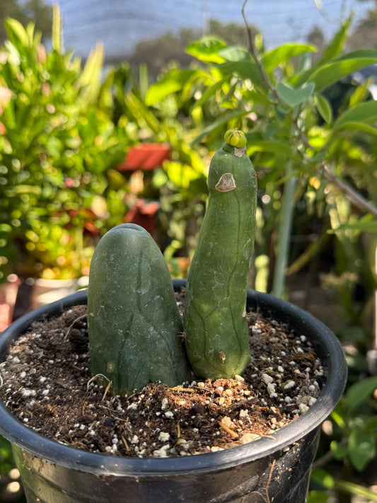 Penis Cactus- Big Blue Weenie- various sizes live rooted plant