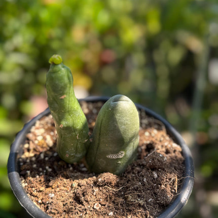 Penis Cactus- Big Blue Weenie- various sizes live rooted plant