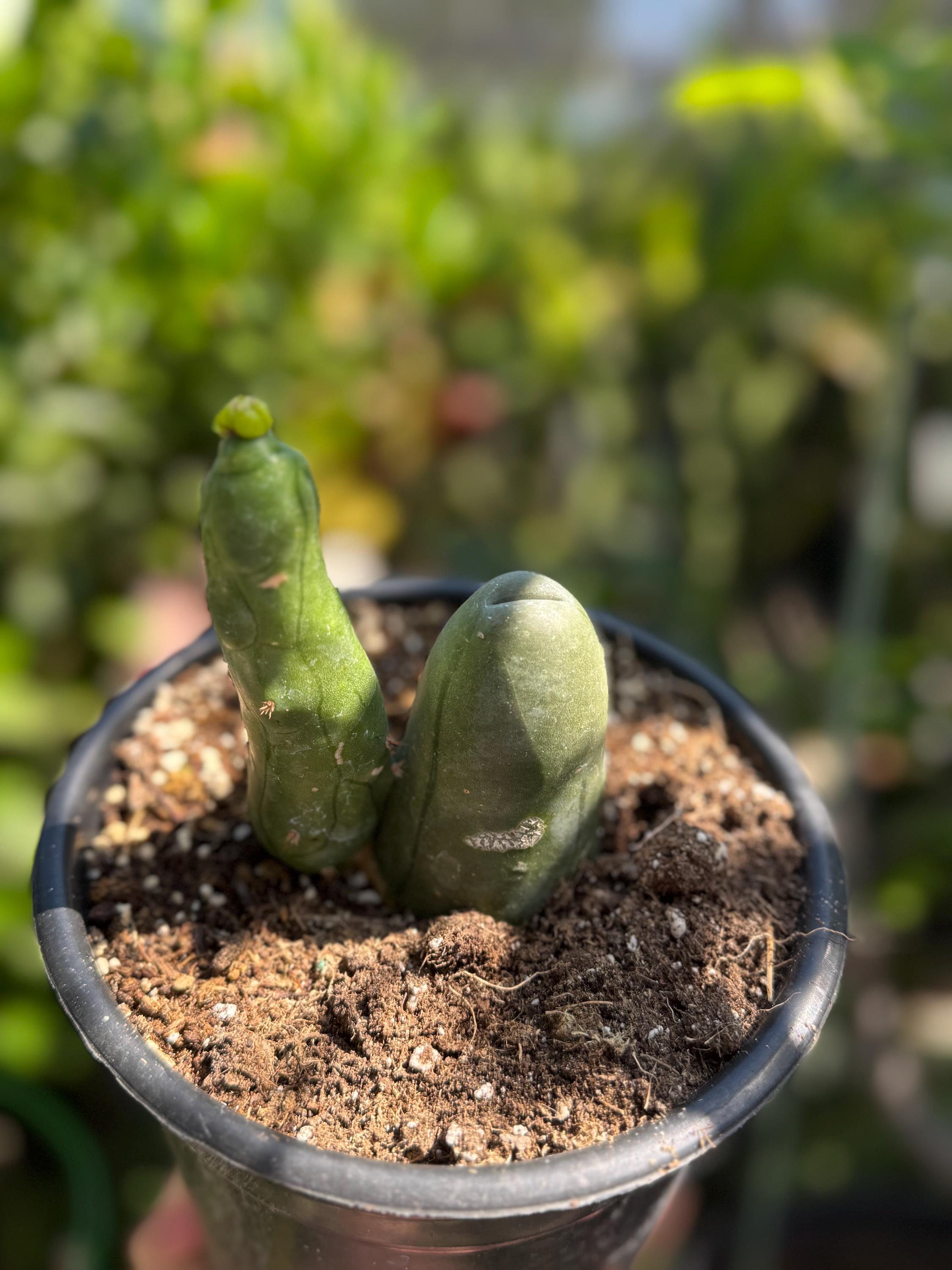 phallic succulent Penis Cactus- Big Blue Weenie- various sizes live rooted plant