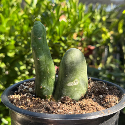 Penis Cactus- Big Blue Weenie- various sizes live rooted plant