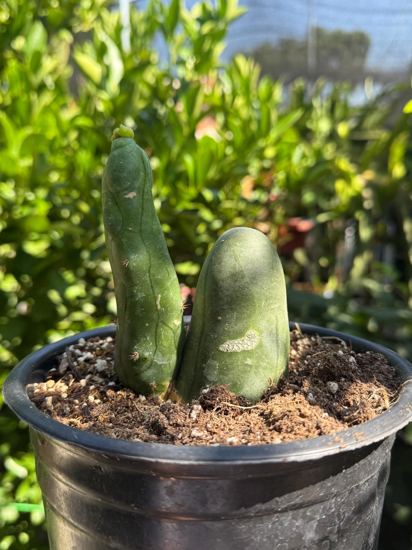 Penis Cactus- Big Blue Weenie- various sizes live rooted plant