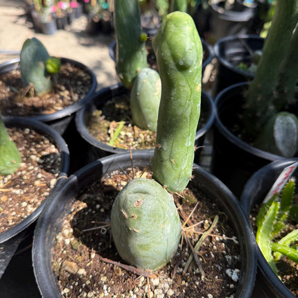 Penis Cactus- Big Blue Weenie- various sizes live rooted plant