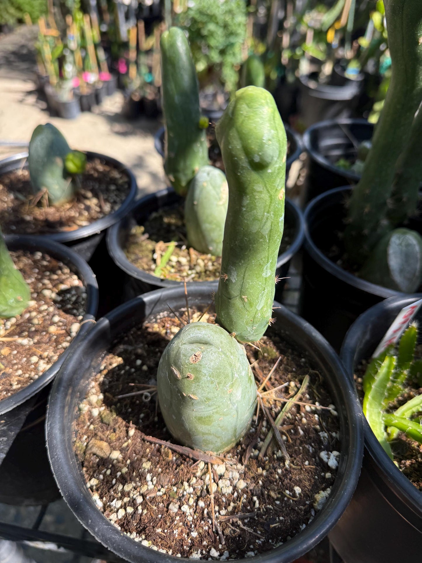 Penis Cactus- Big Blue Weenie- various sizes live rooted plant