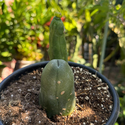 Penis Cactus- Big Blue Weenie- various sizes live rooted plant