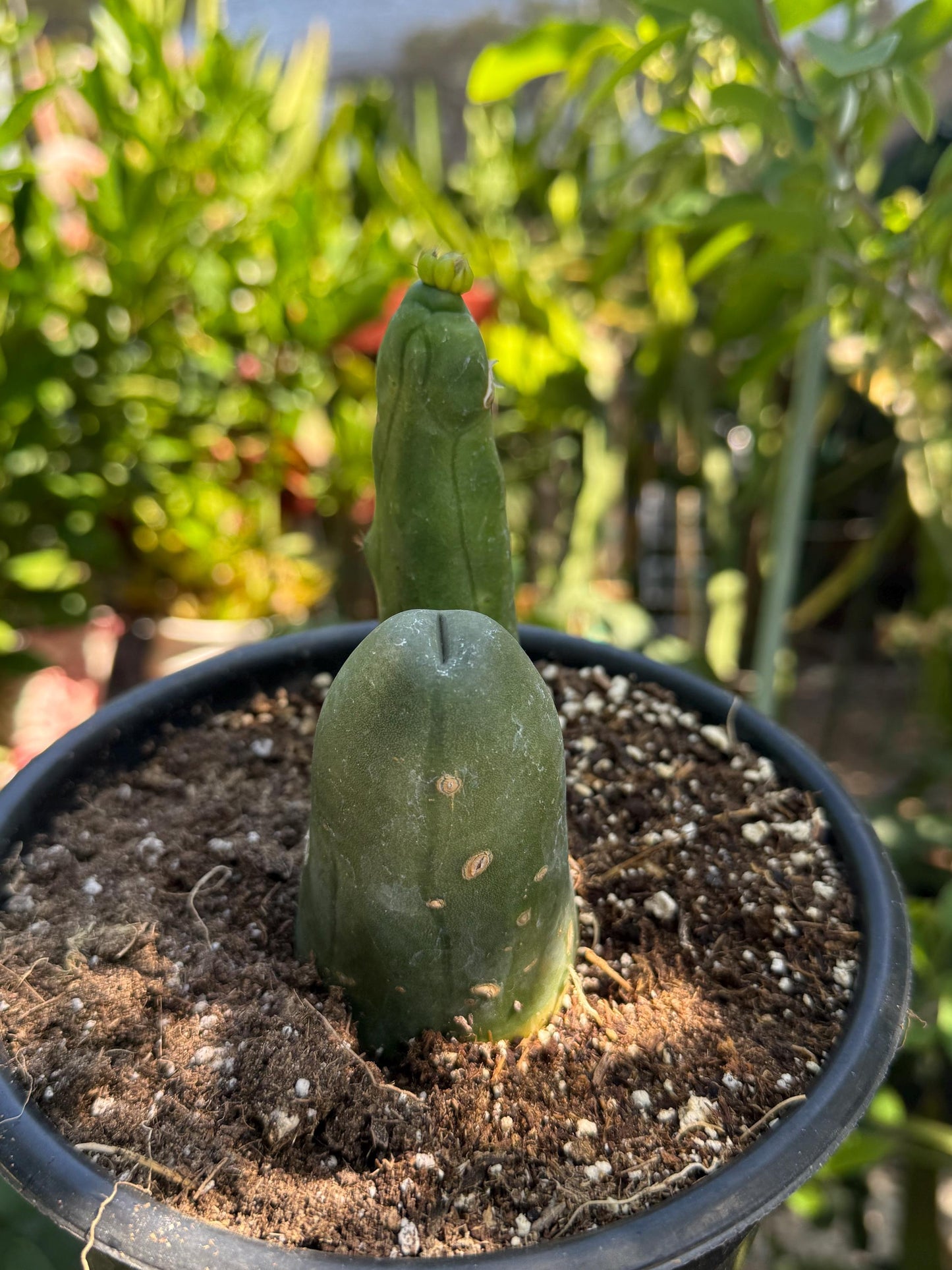 Penis Cactus- Big Blue Weenie- various sizes live rooted plant
