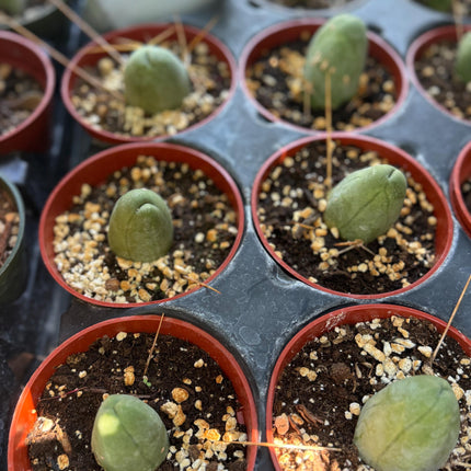 Penis Cactus- Big Blue Weenie- various sizes live rooted plant