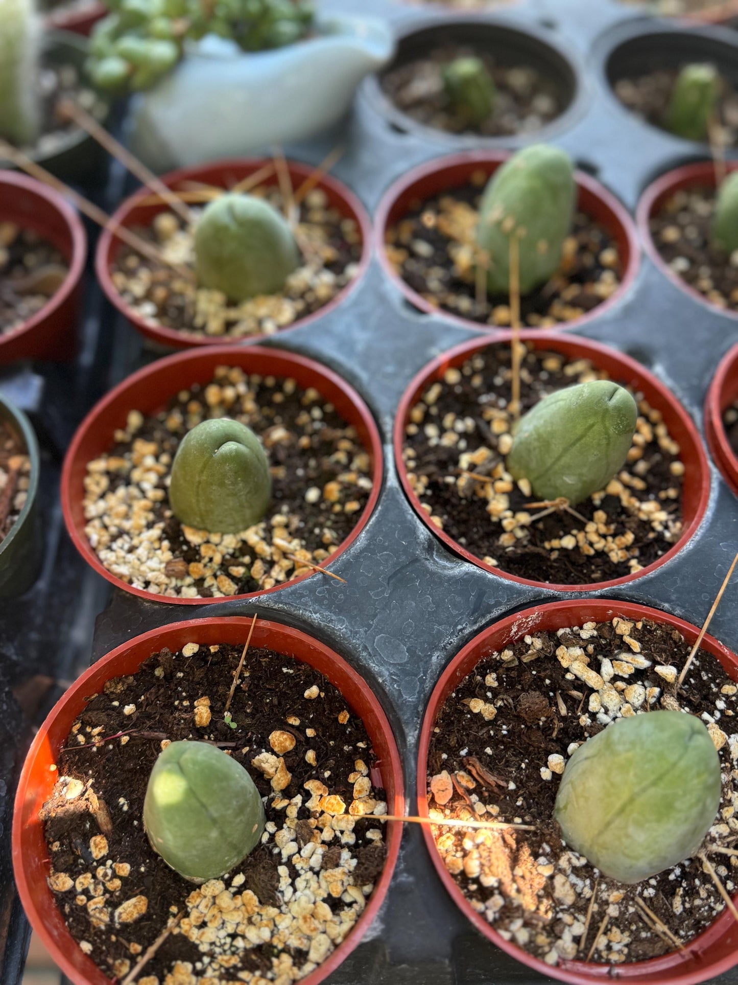 Penis Cactus- Big Blue Weenie- various sizes live rooted plant