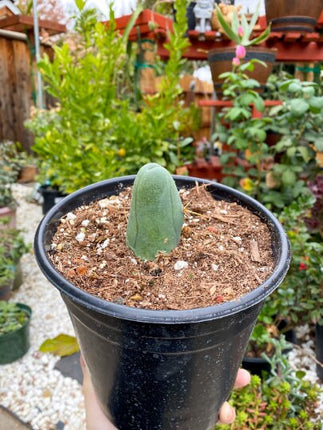 Penis Cactus- Big Blue Weenie- various sizes live rooted plant