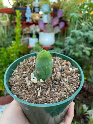 Penis Cactus- Big Blue Weenie- various sizes live rooted plant