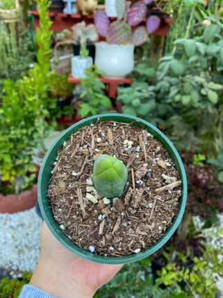 Penis Cactus- Big Blue Weenie- various sizes live rooted plant