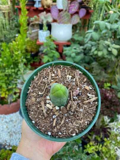 Penis Cactus- Big Blue Weenie- various sizes live rooted plant