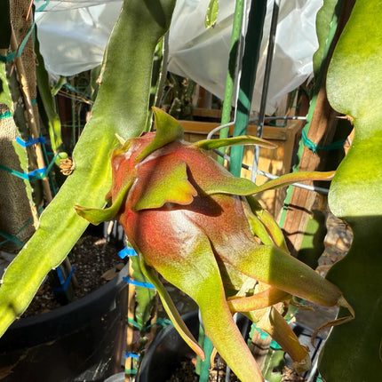 Physical Graffiti Dragon Fruit live plants and cuttings