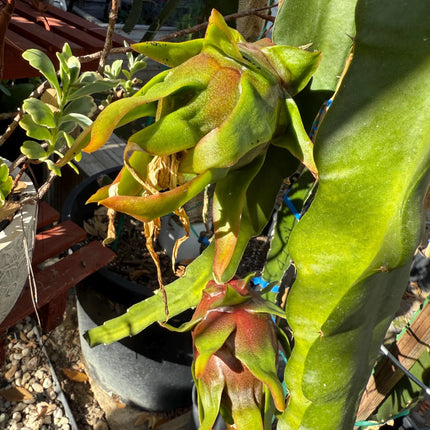 Physical Graffiti Dragon Fruit live plants and cuttings