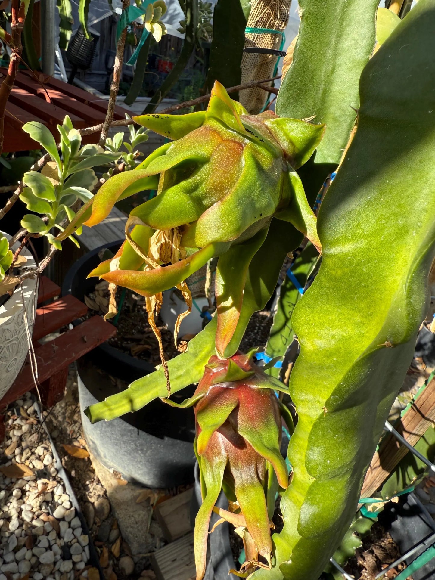 Physical Graffiti Dragon Fruit live plants and cuttings