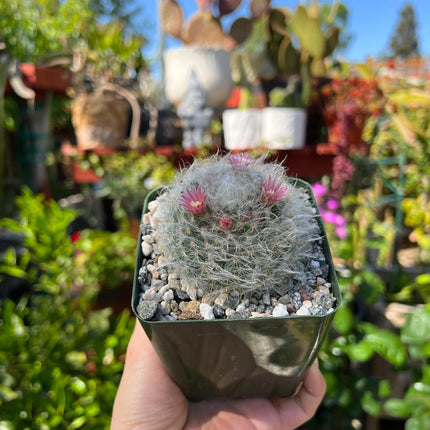 Mammillaria bocasana, ‘Powder Puff’ Cactus, 4-inch pot, Live Plant