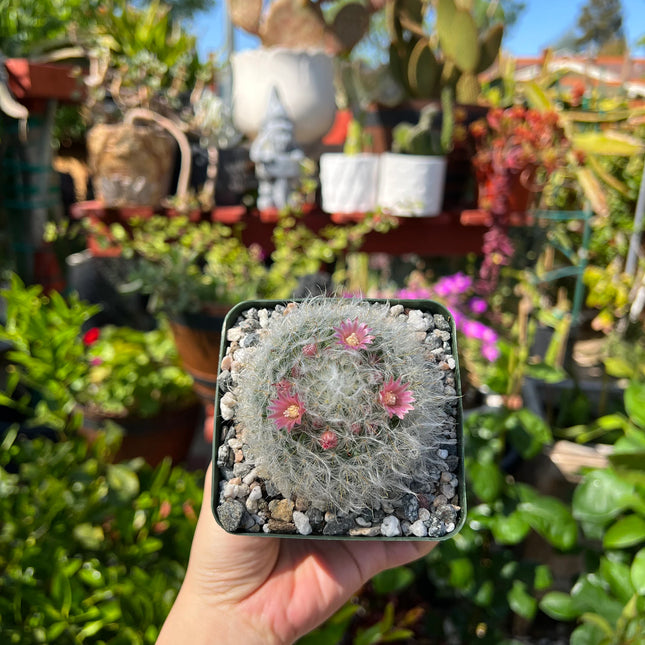 Mammillaria bocasana, ‘Powder Puff’ Cactus, 4-inch pot, Live Plant