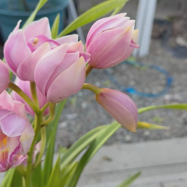 Pink Cymbidium Orchid (boat orchid) live plant