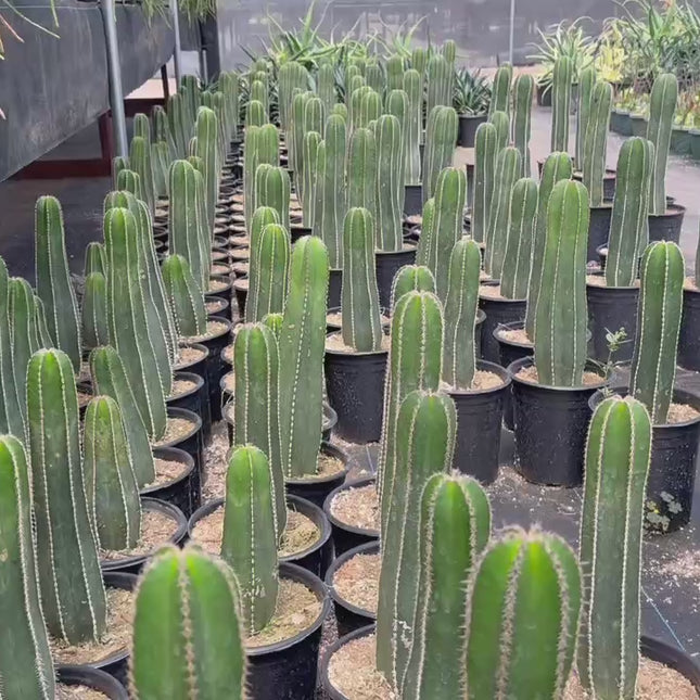 Mexican Fence Post "Pachycereus marginatus" Live Plant