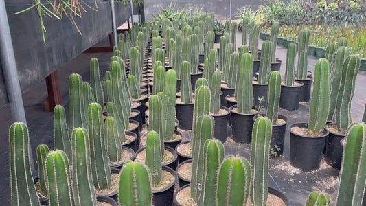 Mexican Fence Post "Pachycereus marginatus" Live Plant