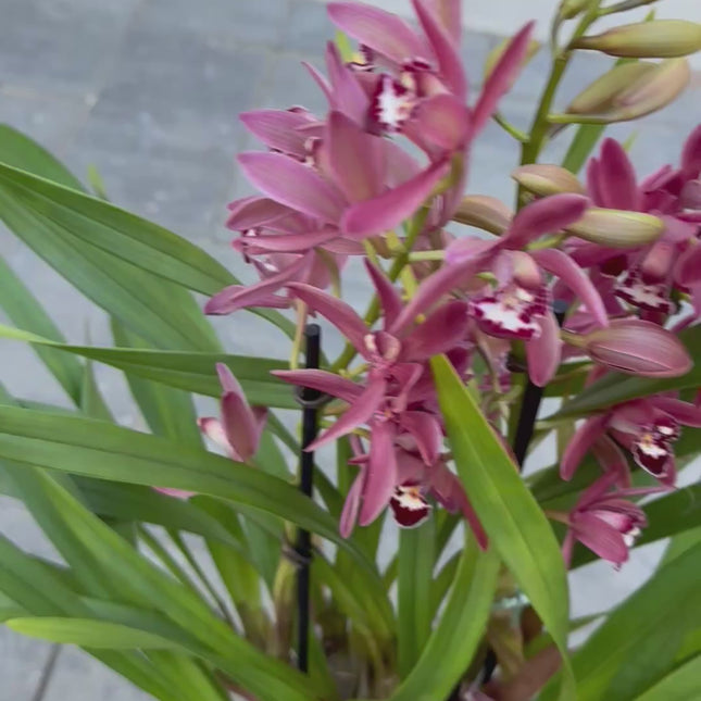 Cymbidium ensifolium (Burgundy)