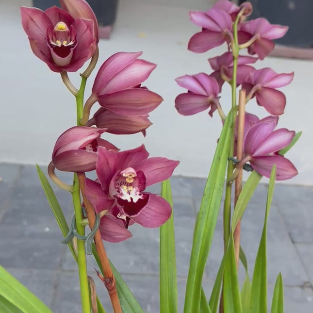 Hybrid 12 Red Cymbidium Orchid with 3 spikes of flowers