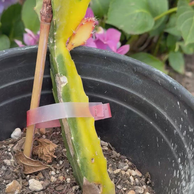 Worth Variegated Dragon Fruit rooted plant