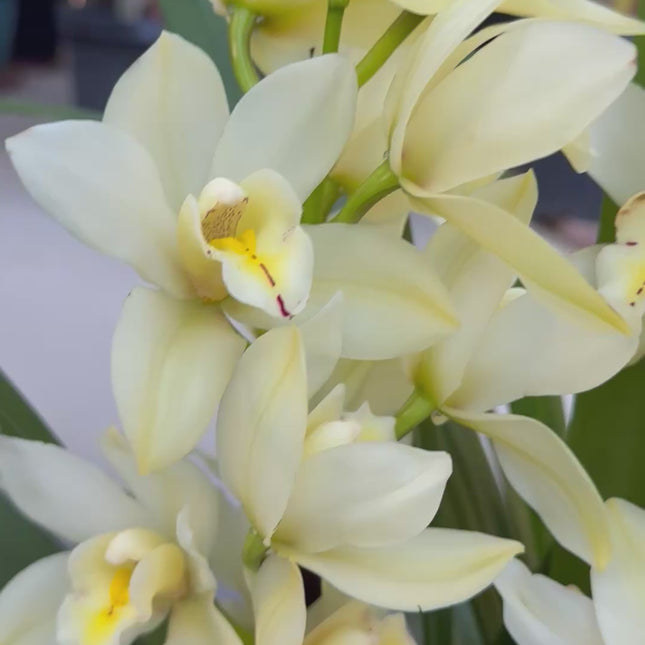 Yellow Cymbidium Orchid