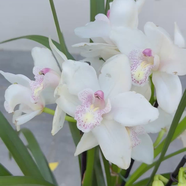 White Cymbidium Orchid