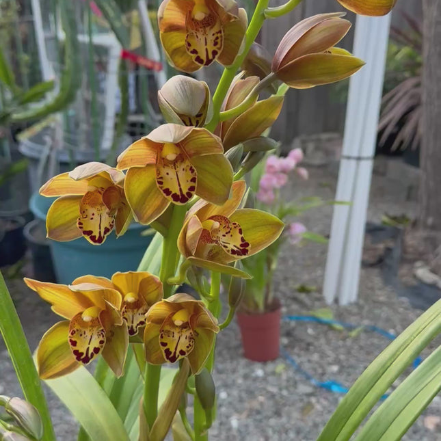 Rare Cymbidium Pedro H hybrid Orchid (boat orchid) live plant