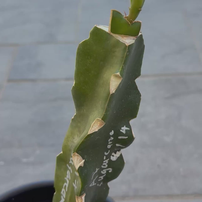 Asunta 7 Sugarcane dragon fruit grafted plant🌸