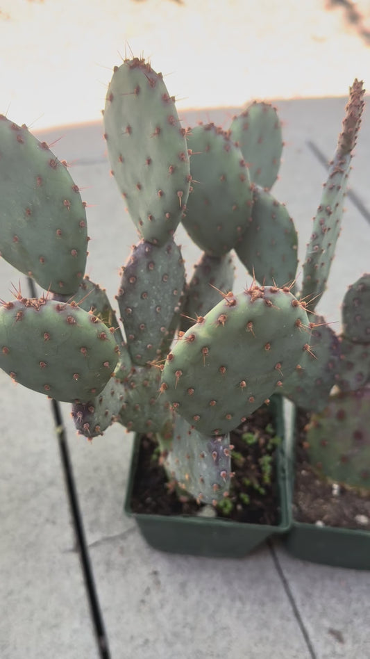 Opuntia x basilaris ‘Baby Rita prickly pear’, Cactus, Live plant Supersize