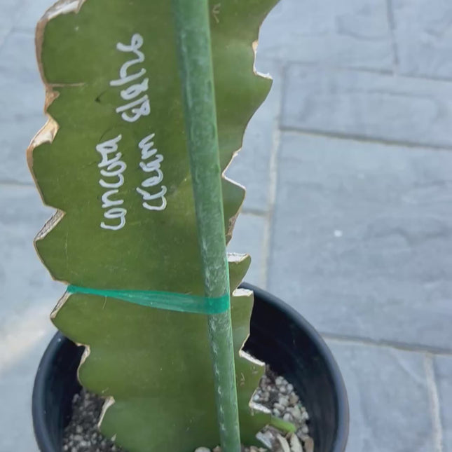 Concord Cream Grafted Plant