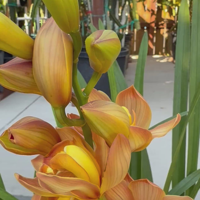 Cymbidium Here Comes the Sun 'Mother’s Gold'
