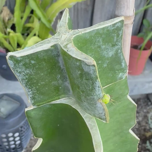 Asunta 7 Aztec Gold (Yellow Skin White Flesh) grafted plant