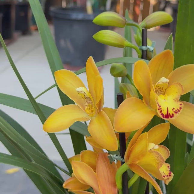 Cymbidium Warm Orange