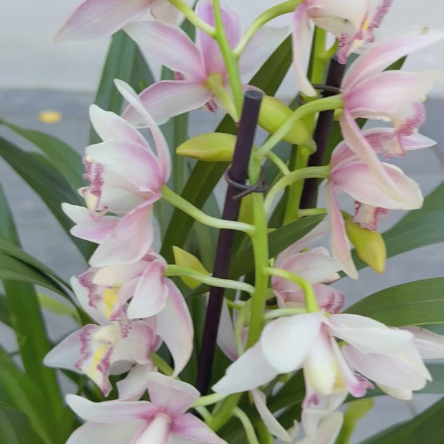 Pink Cymbidium Orchid