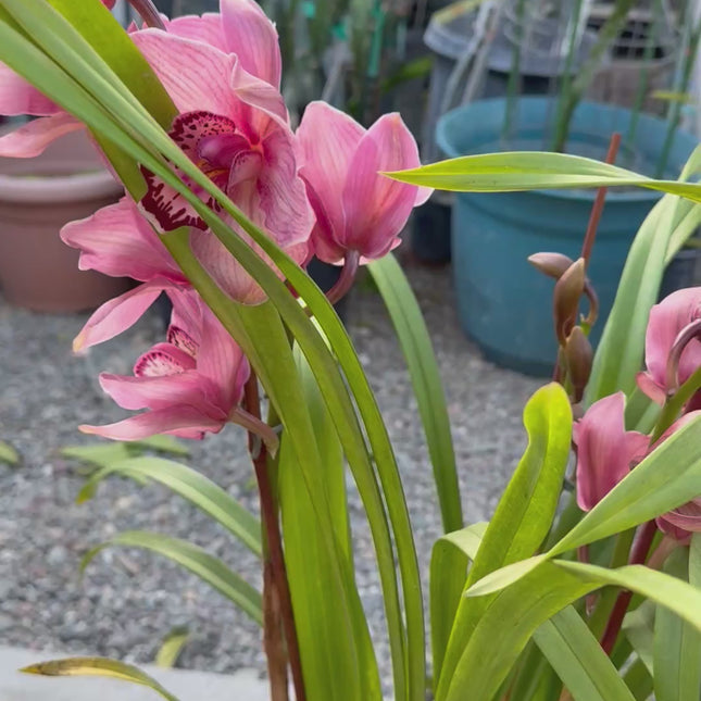 Hybrid 12 Red Cymbidium Orchid (boat orchid) live plant