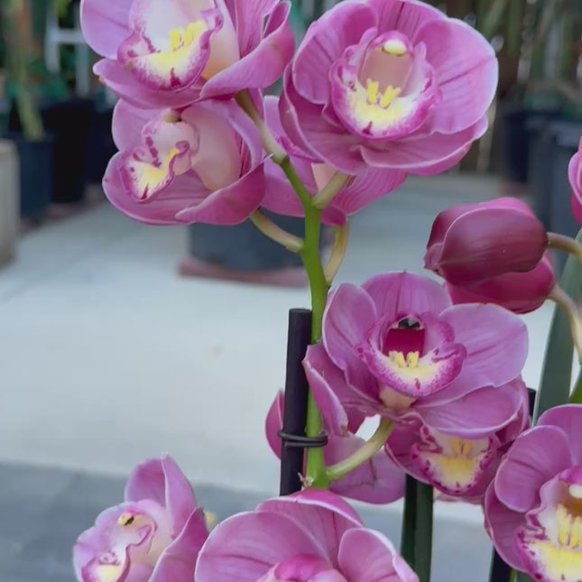 Cymbidium Lucky Gloria