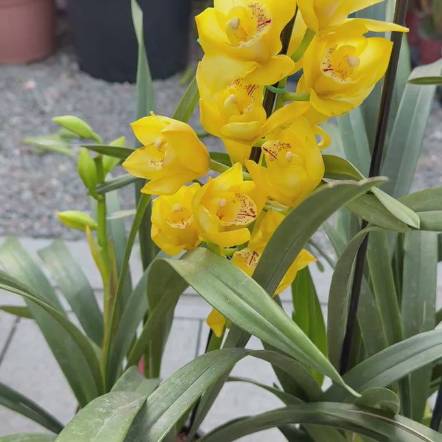 Cymbidium Gold Orchid (yellow boat orchid) live plant