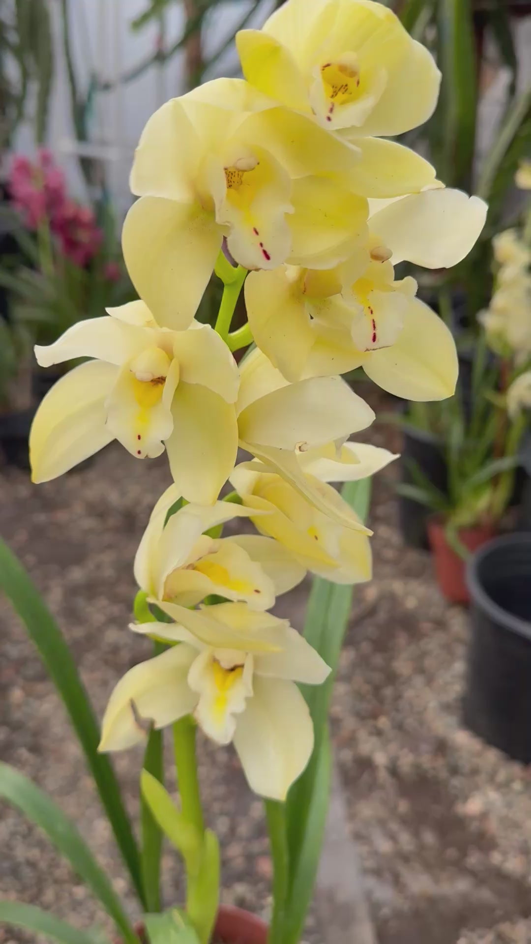 Cymbidium Foxfire Mini Pharaoh 'Malcome' cross hybrid live plant