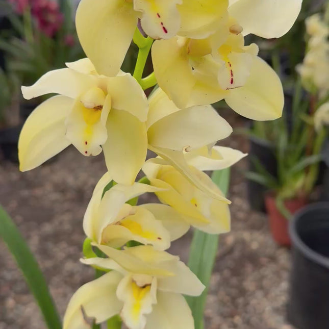 Cymbidium Foxfire Mini Pharaoh 'Malcome' cross hybrid live plant