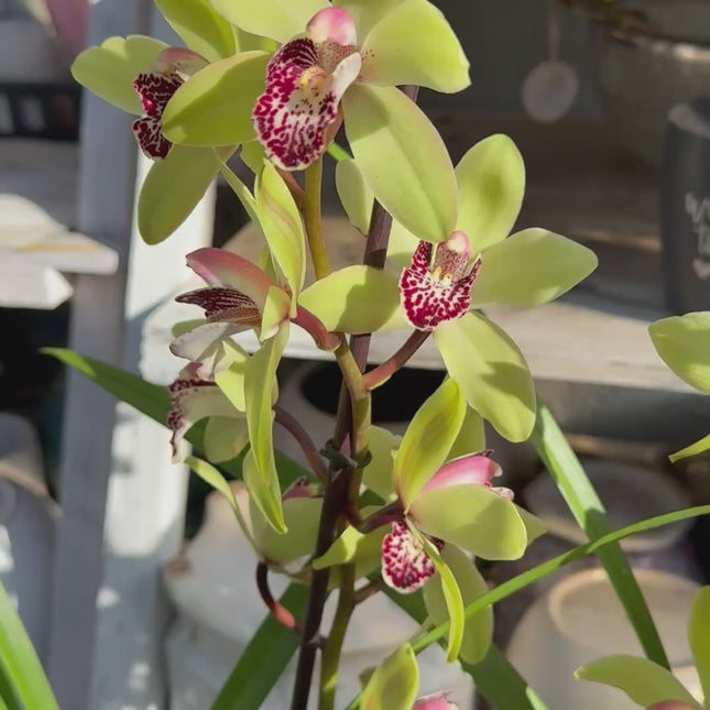 Cymbidium Peter Pan (Green Boat Orchid) live plant