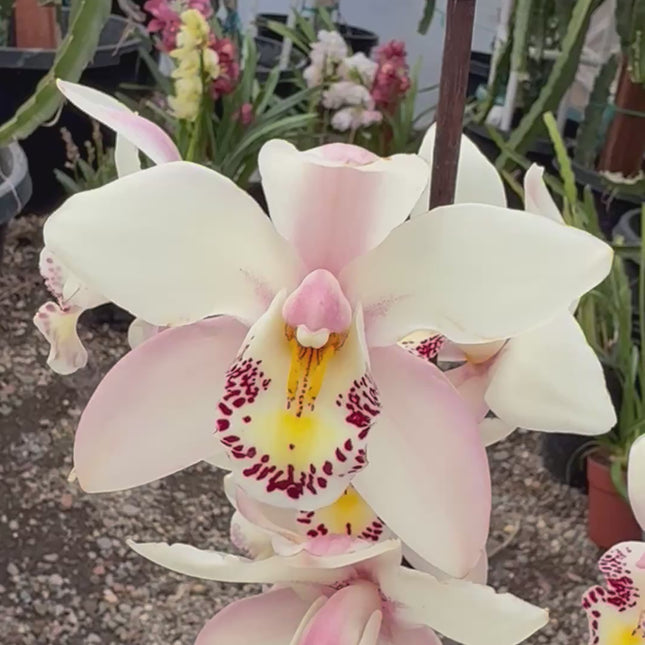Cymbidium ‘Pink Ice’ (Pink boat orchid) live plant