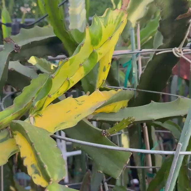 Rare Variegated Undantus Dragon Fruit Cutting