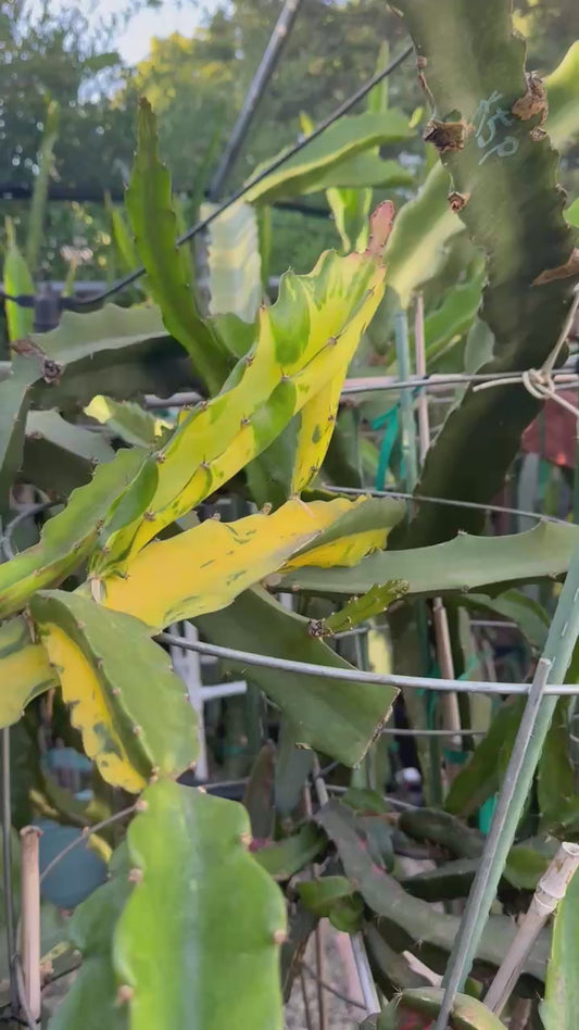 Rare Variegated Undantus Dragon Fruit Cutting